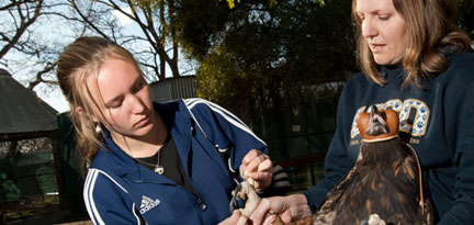 Animal Biology